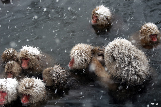 iF ~  nJ쉎i snow monkeyj